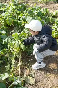 米禾農場真的去不夠|挖完紅薯拔蘿蔔