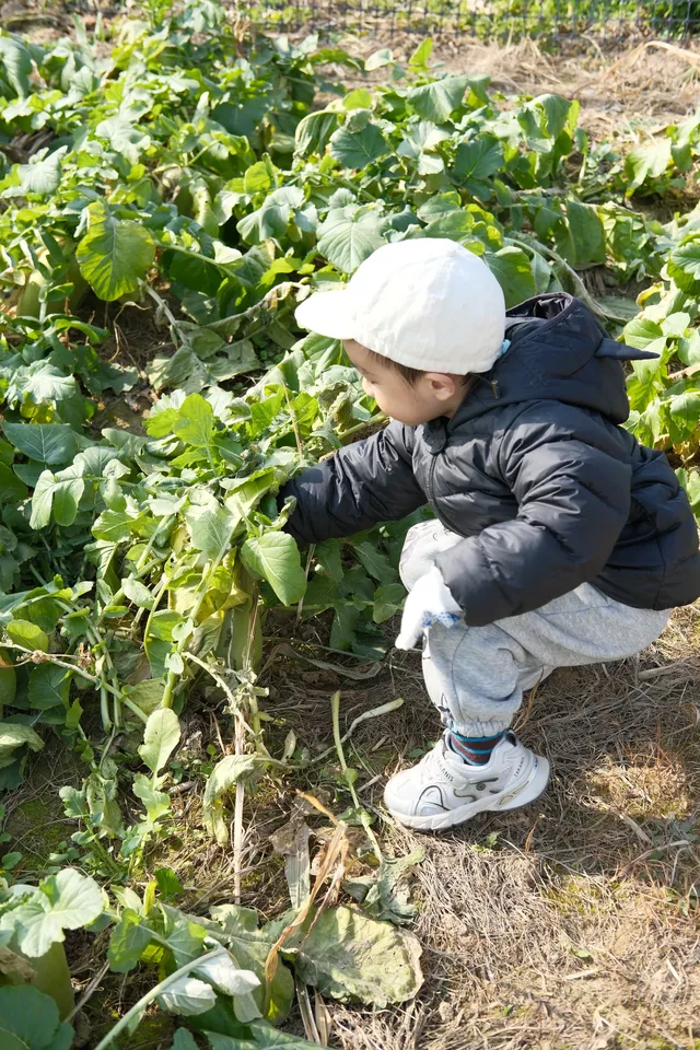 米禾農場真的去不夠|挖完紅薯拔蘿蔔 米禾農場真的去不夠|挖完紅薯拔蘿蔔