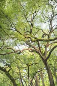 南寧綠野仙蹤的浪漫,來感受這裡的清新綠