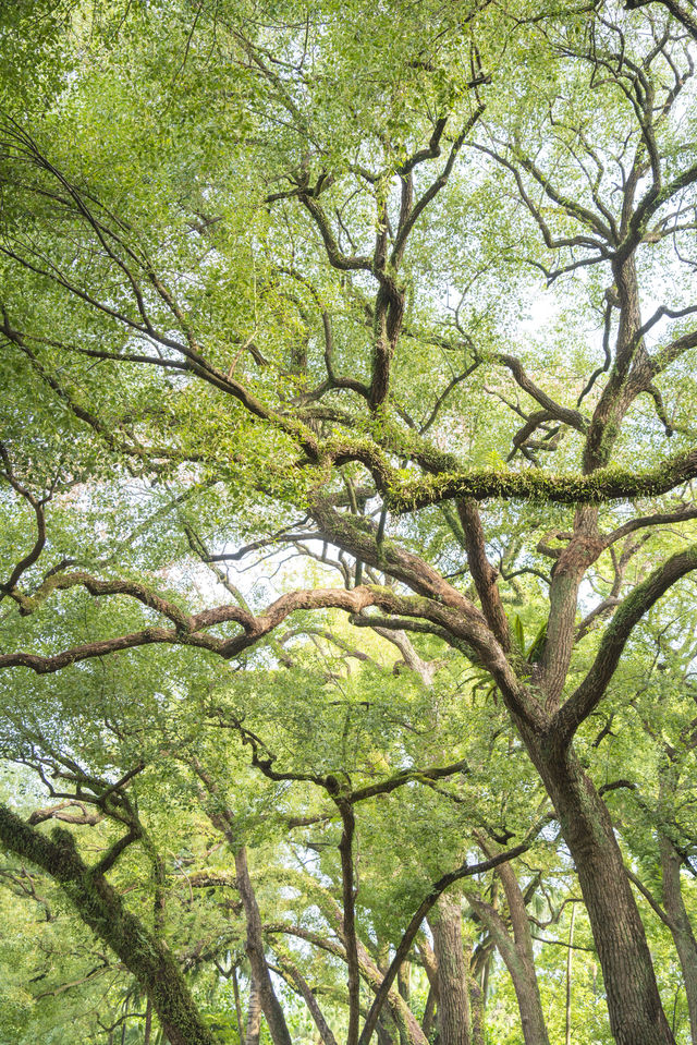 南寧綠野仙蹤的浪漫,來感受這裡的清新綠 南寧綠野仙蹤的浪漫,來感受這裡的清新綠
