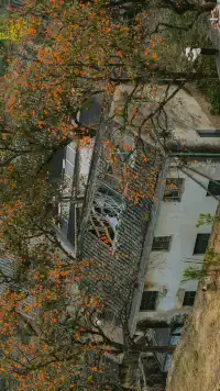 溫州市區1h達這個免費古村,柿子正紅透