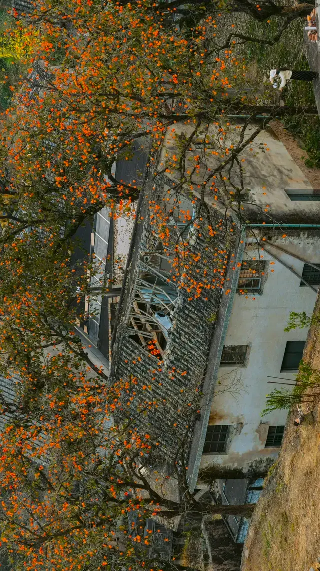 溫州市區1h達這個免費古村,柿子正紅透 溫州市區1h達這個免費古村,柿子正紅透