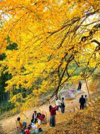 廈門周邊賞秋指南｜錯過本地銀杏？泉州尤溪藏著限定鎏金浪漫