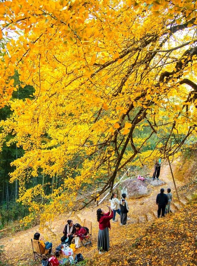 廈門周邊賞秋指南｜錯過本地銀杏？泉州尤溪藏著限定鎏金浪漫