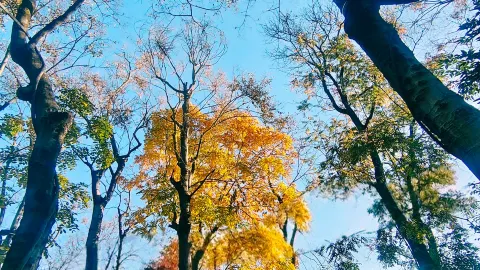 Một viên ngọc ẩn giấu ở Mouding! Cảnh sắc mùa đông tuyệt đẹp của Công viên Thể thao Huahu thực sự ấn tượng! Không thể giấu kín thêm nữa! Khám phá công viên kho báu mùa đông này: hoa vàng rực rỡ và nắng ấm áp. — traveler post in Mưu Định