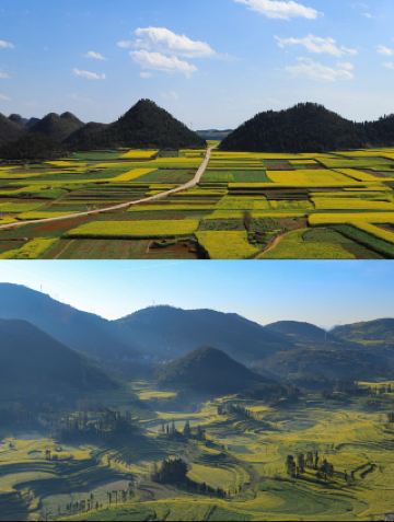 2月に全国で最も早く咲く菜の花、雲南省金鶏峰群の遊び方ガイド