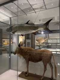 Amazing Visit to Cambridge's Museum of Zoology