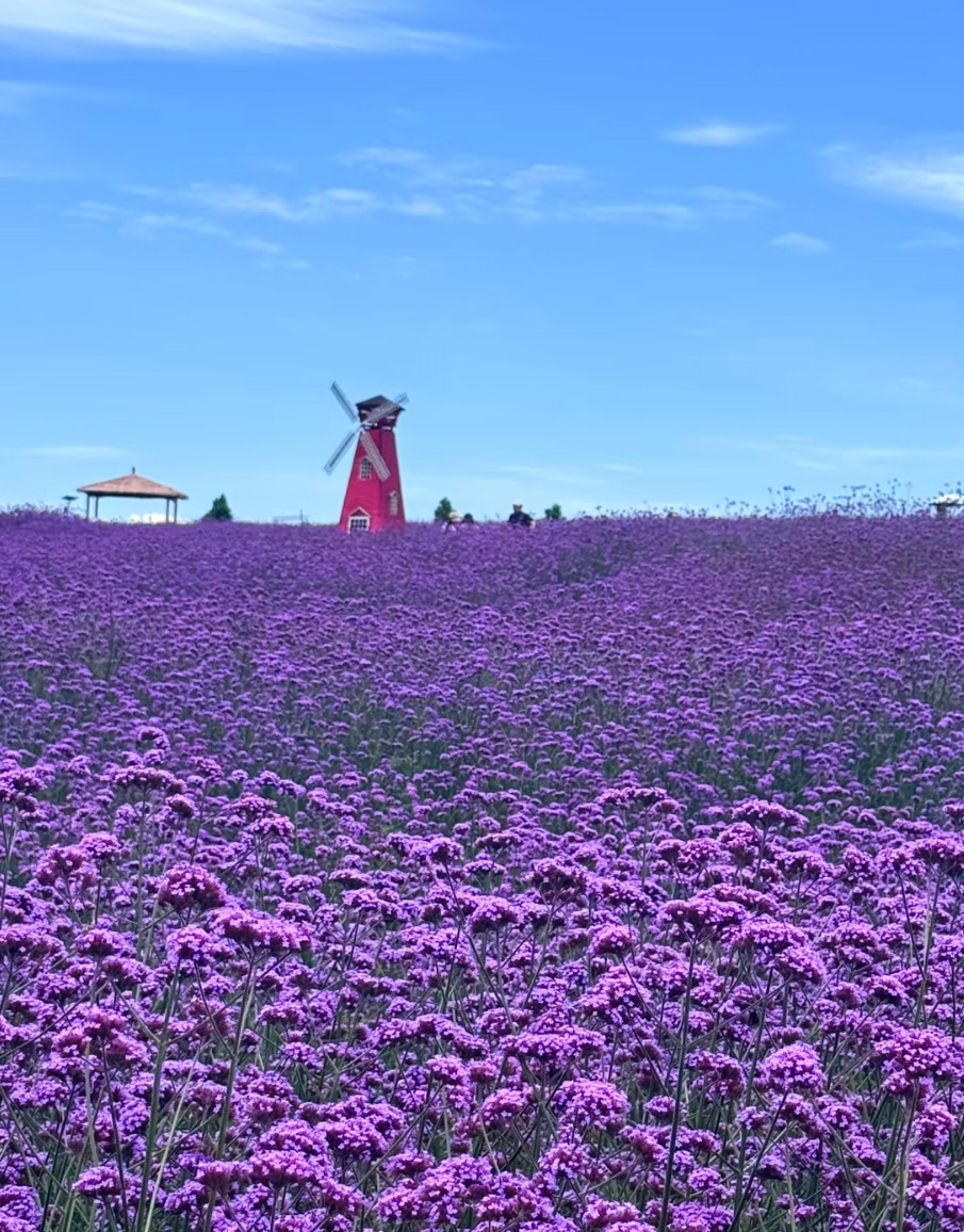 渓南十錦錦繍田園｜高坡雲端の紫色花海田園の秘境 | Trip.com 貴陽