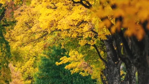 The most beautiful autumn colors in the southern hemisphere! Step into an autumn oil painting world in Arrowtown — traveler post in Arrowtown