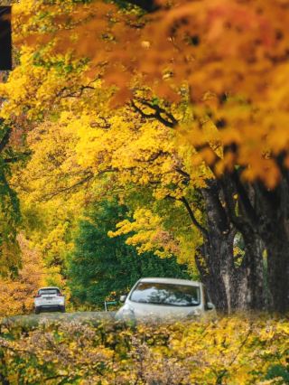 The most beautiful autumn colors in the southern hemisphere! Step into an autumn oil painting world in Arrowtown