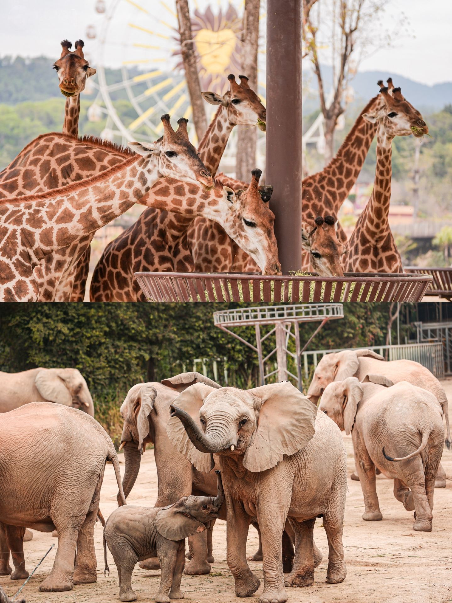 Qingyuan Chimelong family test｜Big safari + new project full guide