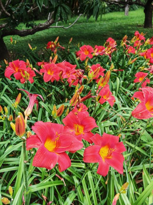 頤和園の紅運萱草が盛大に咲く|赤い花の明るい蕊が魅力的に開く | Trip