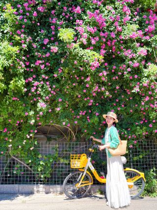 📅 These photos were taken over the past two days.
Beijing is so beautiful today, and the flowers in the hutongs are in full bloom. I've put together the flower-viewing routes I took over the past two days for you all. Let's get out and explore for the May Day holiday!
🗺️ Route 1:
Beiluogu Alley ➡️ Xiaojingchang Hutong ➡️ Shoubi Hutong ➡️ Qinlao Hutong ➡️ Nanluogu Alley
The entire route is short and easy to walk. The vibe of flowers on the old streets is incredible, perfectly showcasing the gentle, ancient charm of old Beijing hutongs.
🗺️ Route 2:
Wudaoying Hutong ➡️ Guozijian Street ➡️ Beiluogu Alley ➡️ Drum Tower ➡️ Zhuzhong Hutong
Along the way, you'll take in the artistic kapok trees of Wudaoying and the red walls and lush trees of Guozijian—perfect for vintage-style photos. In Zhuzhong Hutong, patches of Chinese roses are in full bloom. The street scenery along the way is varied, and the views are rich and stunning.
🗺️ Route 3:
Langyuan Vintage ➡️ Xixinglong Street ➡️ Sanlihe Park ➡️ Xianyukou ➡️ Qianmen Street ➡️ Yangmeizhu Xiejie
Walk through the ancient Qianmen Street on Beijing's Central Axis, where artistic shops are scattered among the blue-brick, low-rise alleys. Quiet alleys are hidden within the bustling city, and Sanlihe has a gentle, Jiangnan-style atmosphere that is relaxing, laid-back, and healing.
✔️ Shoubi Hutong, Qinlao Hutong, Zhuzhong Hutong
✔️ Xiaojingchang Hutong, Beiluogu Alley
✔️ Langyuan Vintage:
        