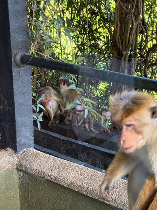 Checking in at the rainforest sanctuary: Kandalama Heritage Hotel, Sri Lanka