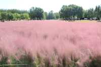 北京奧林匹克公園粉黛亂子草到了季節變色了