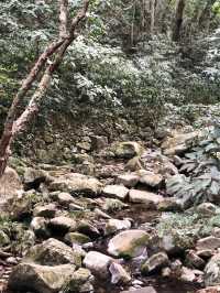 香港新手行山🍀茅坪藤皇+竹林隧道路線