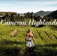 CAMERON HIGHLAND BEST AGRICULTURAL HILLSIDE 