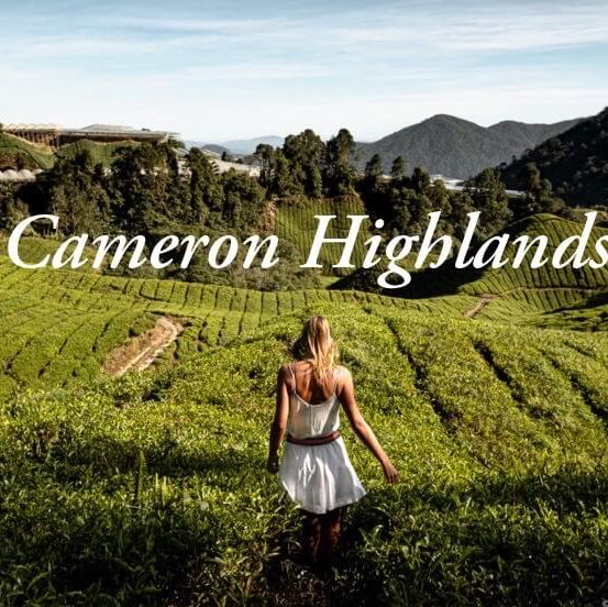 CAMERON HIGHLAND BEST AGRICULTURAL HILLSIDE 
