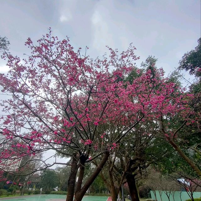 隱身在山中的消防隊 隱身在山中的消防隊