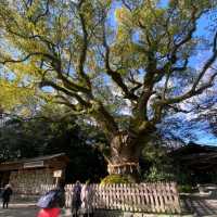 熱田神宮中的千年神樹【大楠】