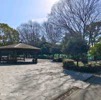 東京木場公園河津櫻