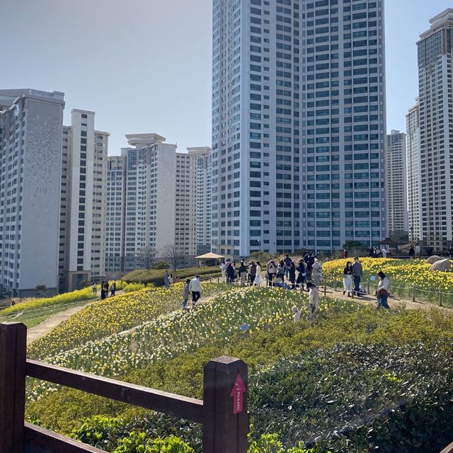 오륙도에는 벌써 봄이왔어요〰️💛