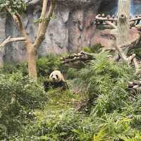 Macao Giant Panda Pavilion