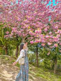 🌸부산 No.1 겹벚꽃 명소🌸