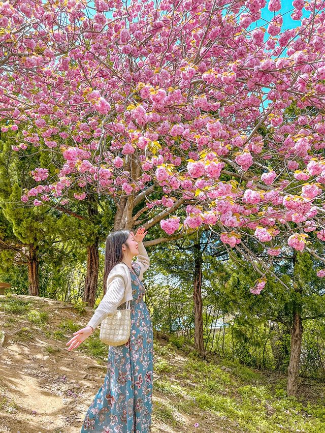 🌸부산 No.1 겹벚꽃 명소🌸