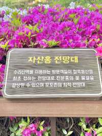 ❤️군포 철쭉축제는 철쭉동산에서 보기❤️