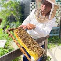 第一次黎到小蜜蜂之家🐝近距離接觸佢地！🐝