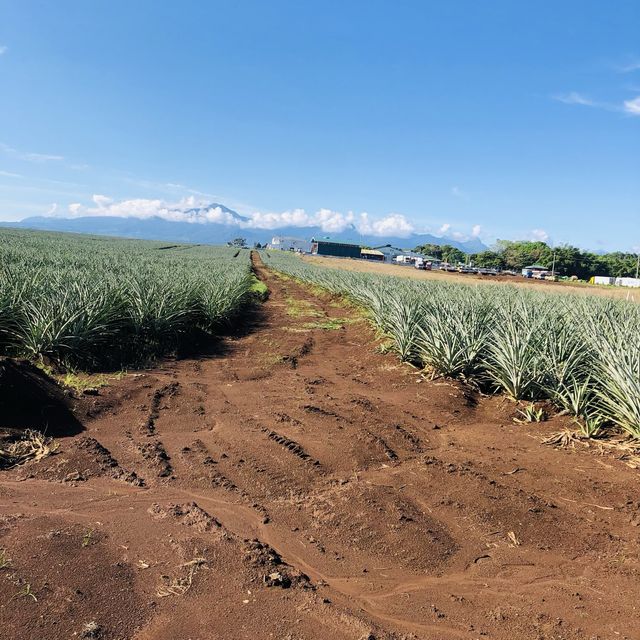 Camp Philips - Pineapple Plantation 