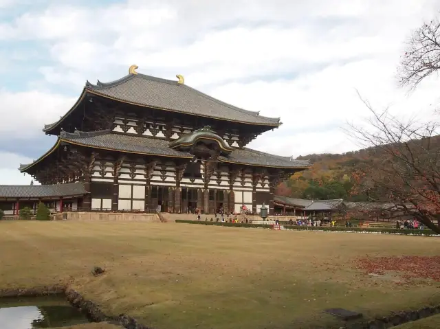 黃色的秋葉🍂 東大寺