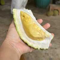 ตะลุยกินทุเรียนหน้าสวน จ. พังงา