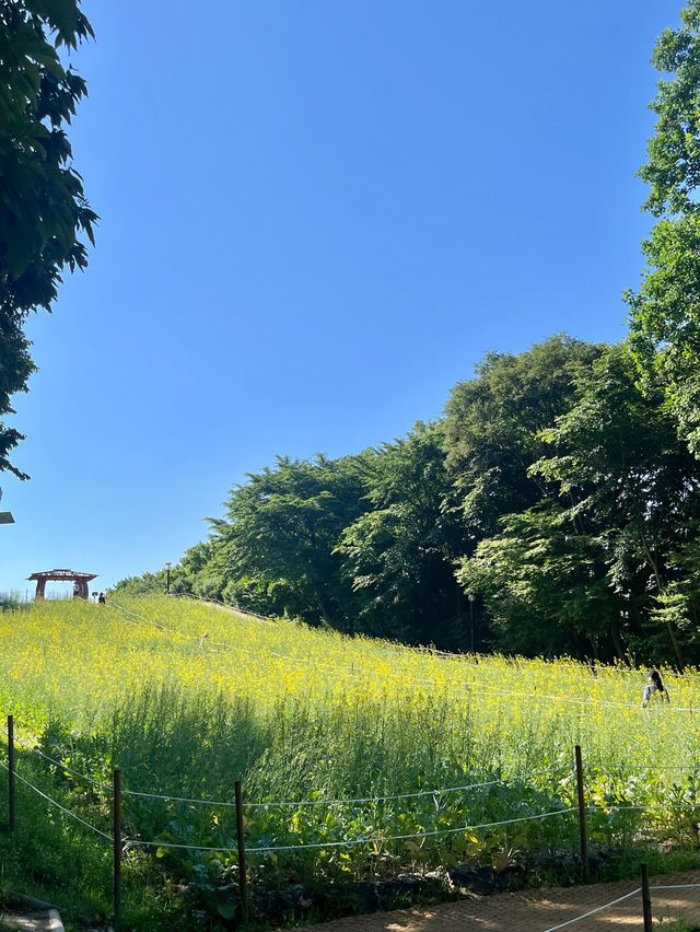 💛올림픽공원 들꽃마루 유채꽃💛