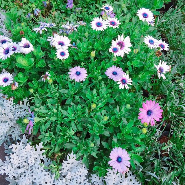 親子出遊好去處🌺🌸🌷 Shilin Residence Park (士林官邸公園) 🌹🌼🌻