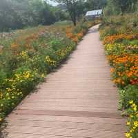 古鎮夜遊後來個花谷晨運🏃‍♀️🌻🏃‍♀️