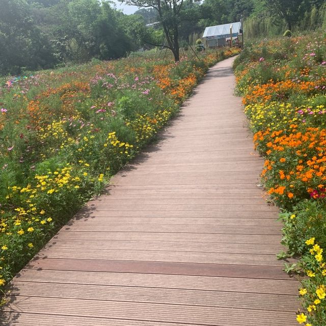 古鎮夜遊後來個花谷晨運🏃‍♀️🌻🏃‍♀️