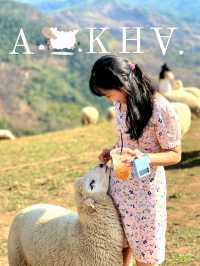 AKHA FARM ฟาร์มแกะฟาร์มใจ@CHIANG RAI