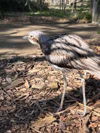 Let’s Meet some Aussie’s Animals!