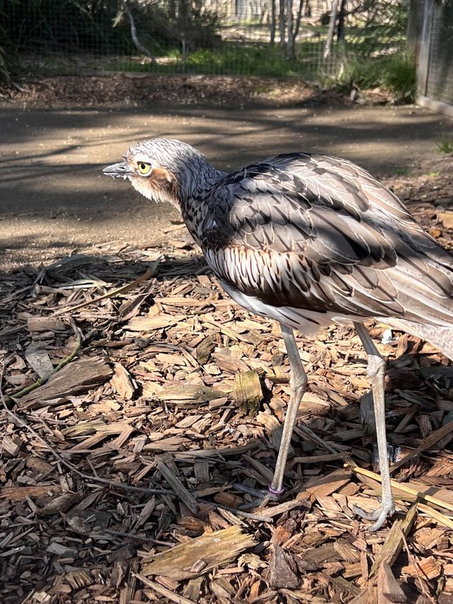 Let’s Meet some Aussie’s Animals!