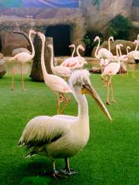 Mandai's Feathered Sanctuary - Bird Paradise