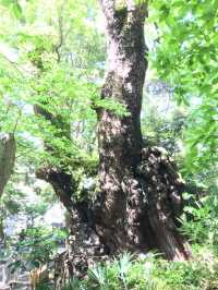 【静岡県/来宮神社】樹齢2100年の大楠が必見の神社