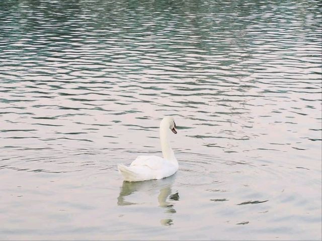 🦢🌈 SRP Garden Bar&Restaurant