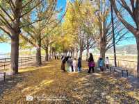 Asan Gingko Tree Road 🍂