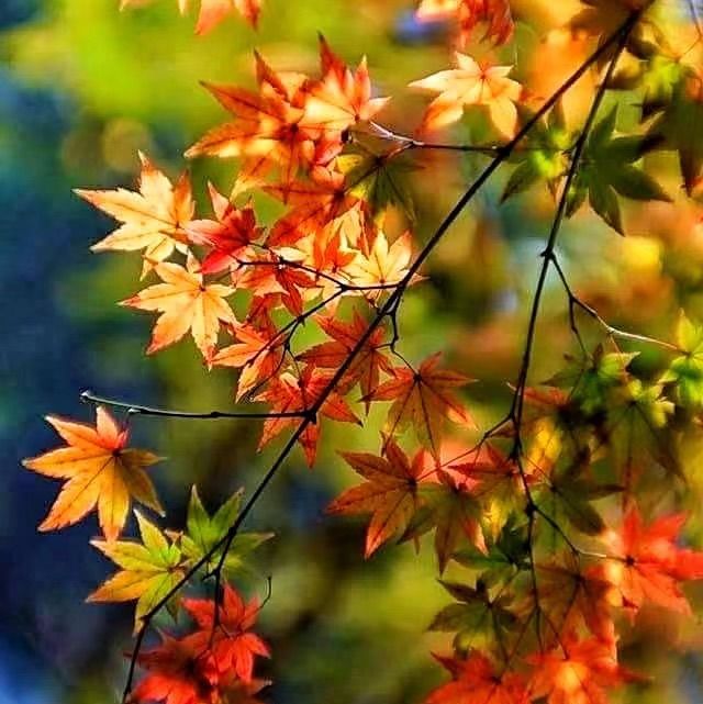 油嶺瑤寨 🏯🌄瑤族文化的奇妙🎎🌺