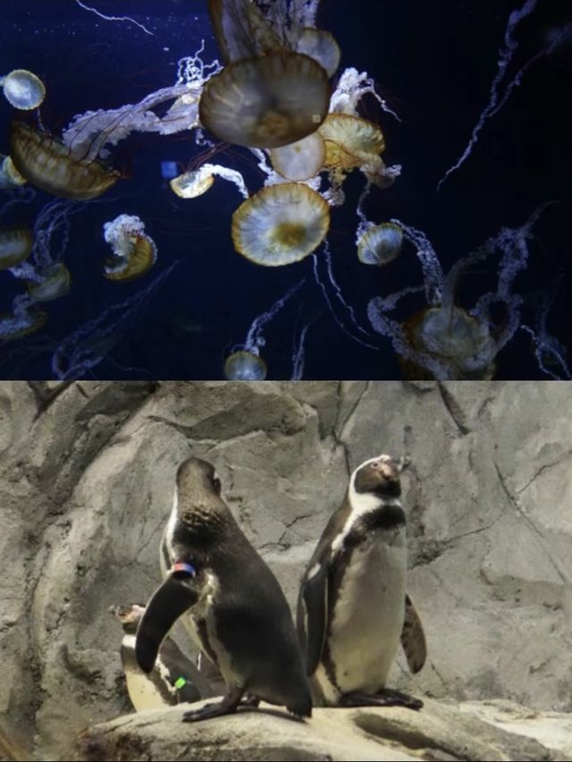 【神奈川(江ノ島)】輝きに包まれるJewel (宝石)✖️Aquarium (水族館)