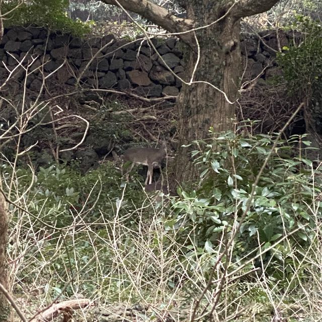 영화 “아바타”가 생각나는 거대한 숲, 비자림 🌳