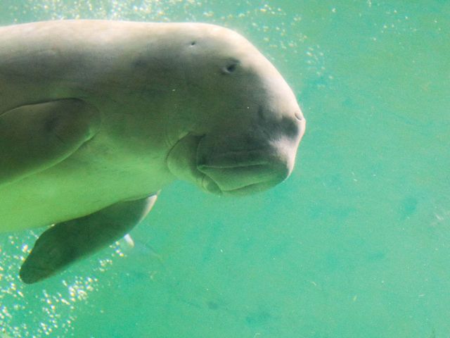 【三重県】飼育数日本一の水族館「鳥羽水族館」