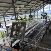 【 Desa奶牛場｜神山行程必去｜馬來西亞】 Desa Dairy Farm 